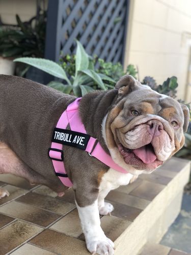Customer photo review of Custom Name Patch For Dog Harness