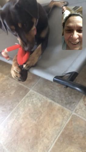 Customer photo review of Nancy Pelosi Chew Toy Lowest Price Ever!