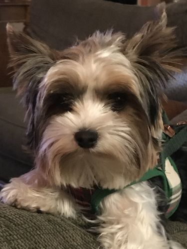 Customer photo review of Christmas plaid dog harness