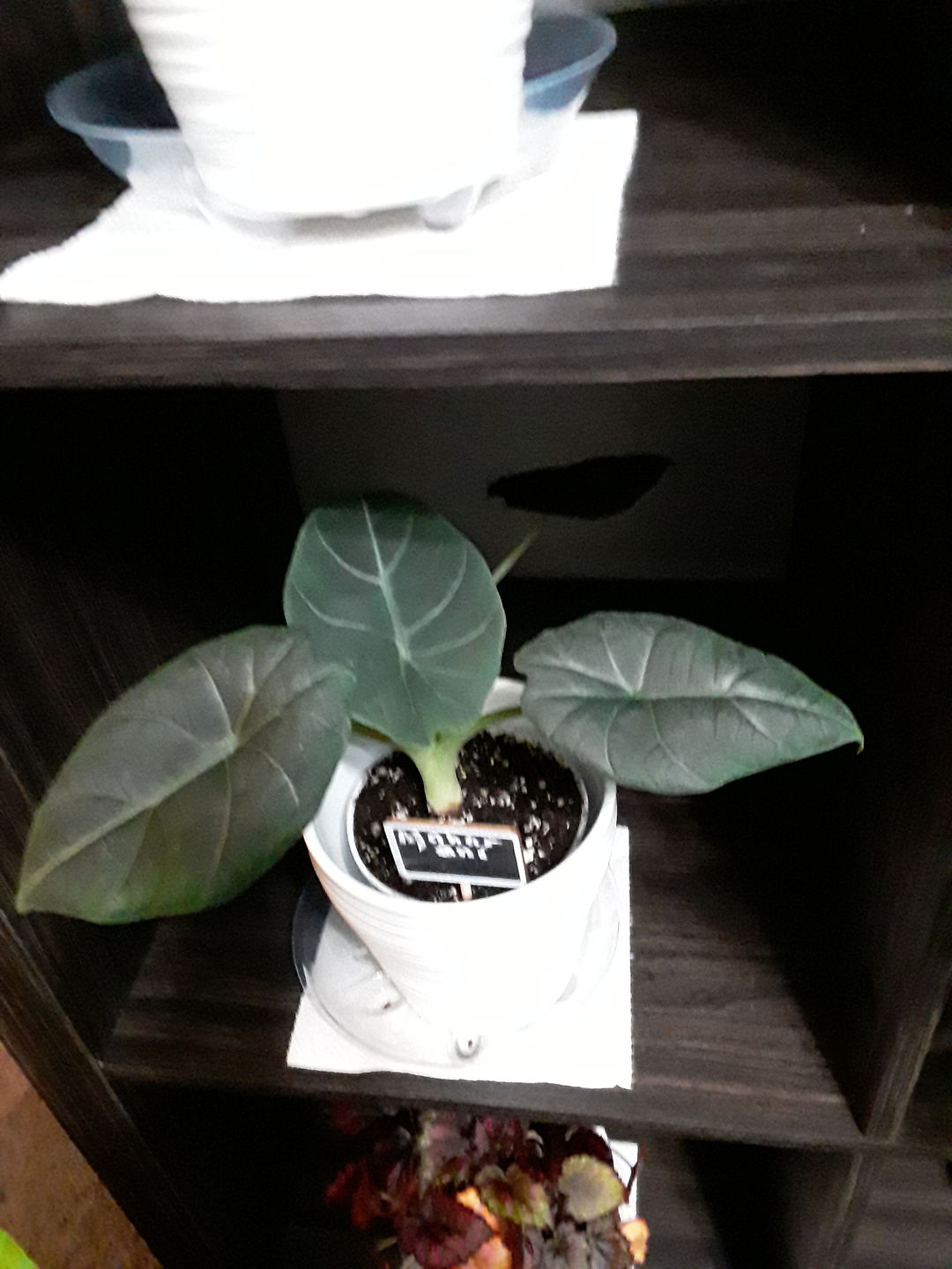 Customer photo review of 4" Alocasia Maharani