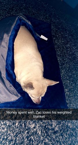 gravity blanket for dogs