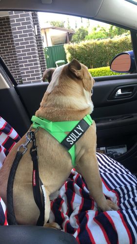 Customer photo review of DF Co. Neon Green Dog Harness