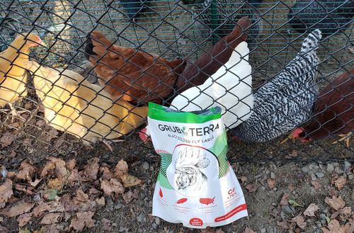 Customer photo review of GrubTerra Dried Larvae