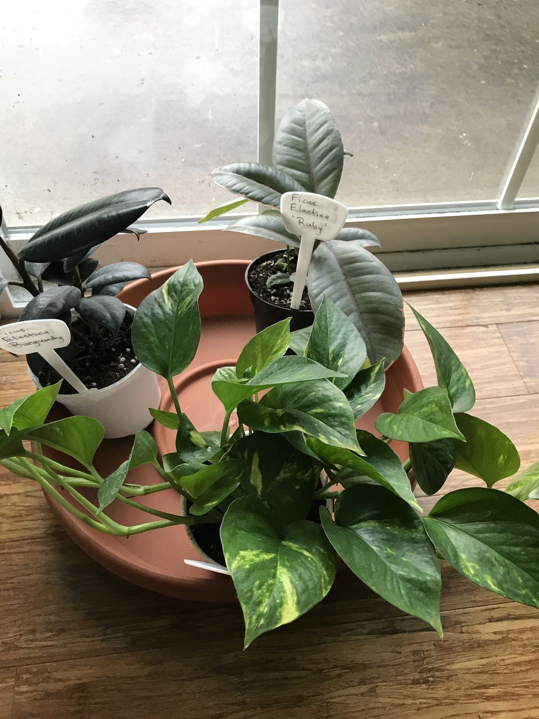 Customer photo review of 4" Pothos Golden