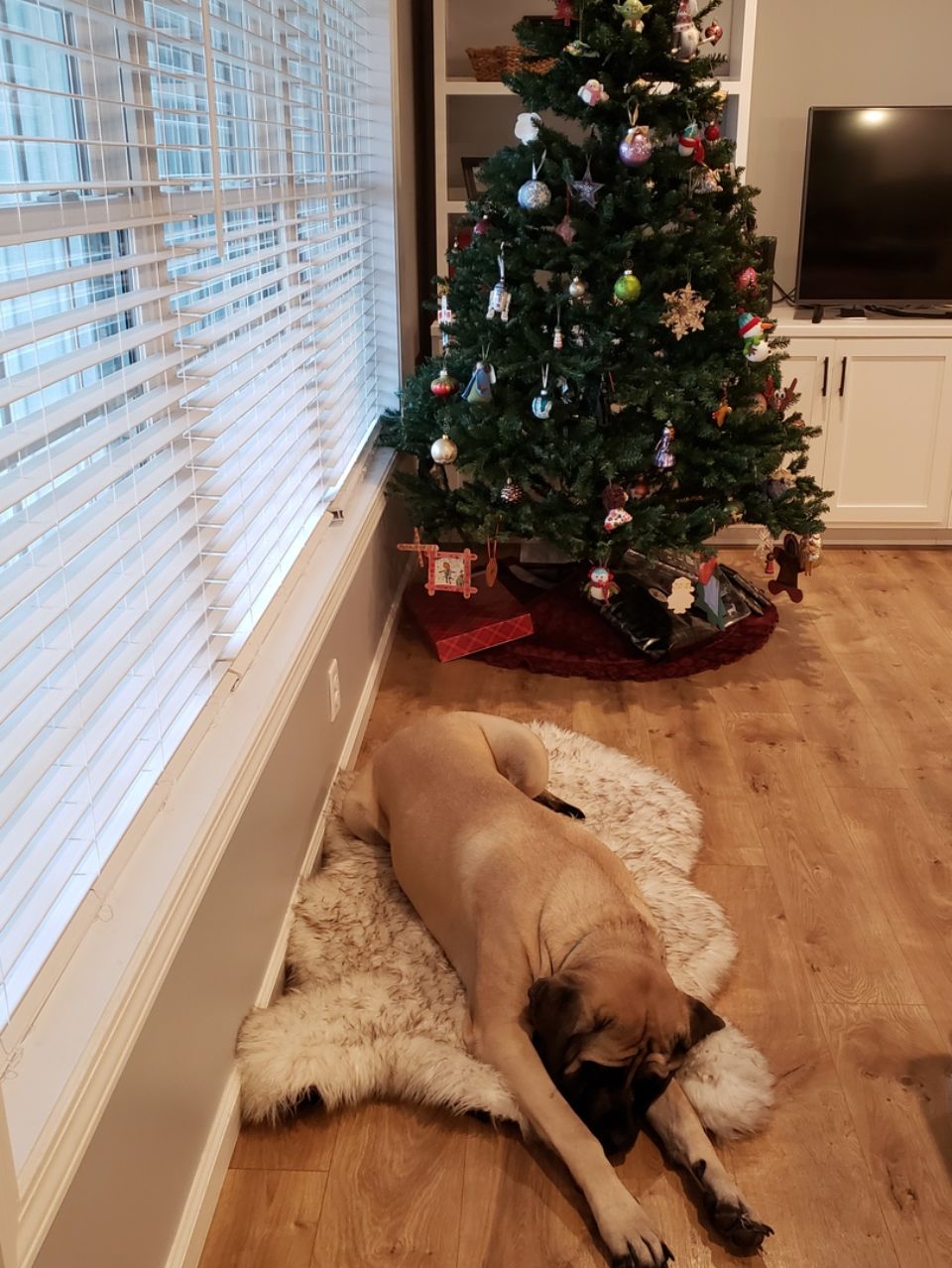 Customer photo review of ComfyRug Original - Hundeseng med premium memory foam