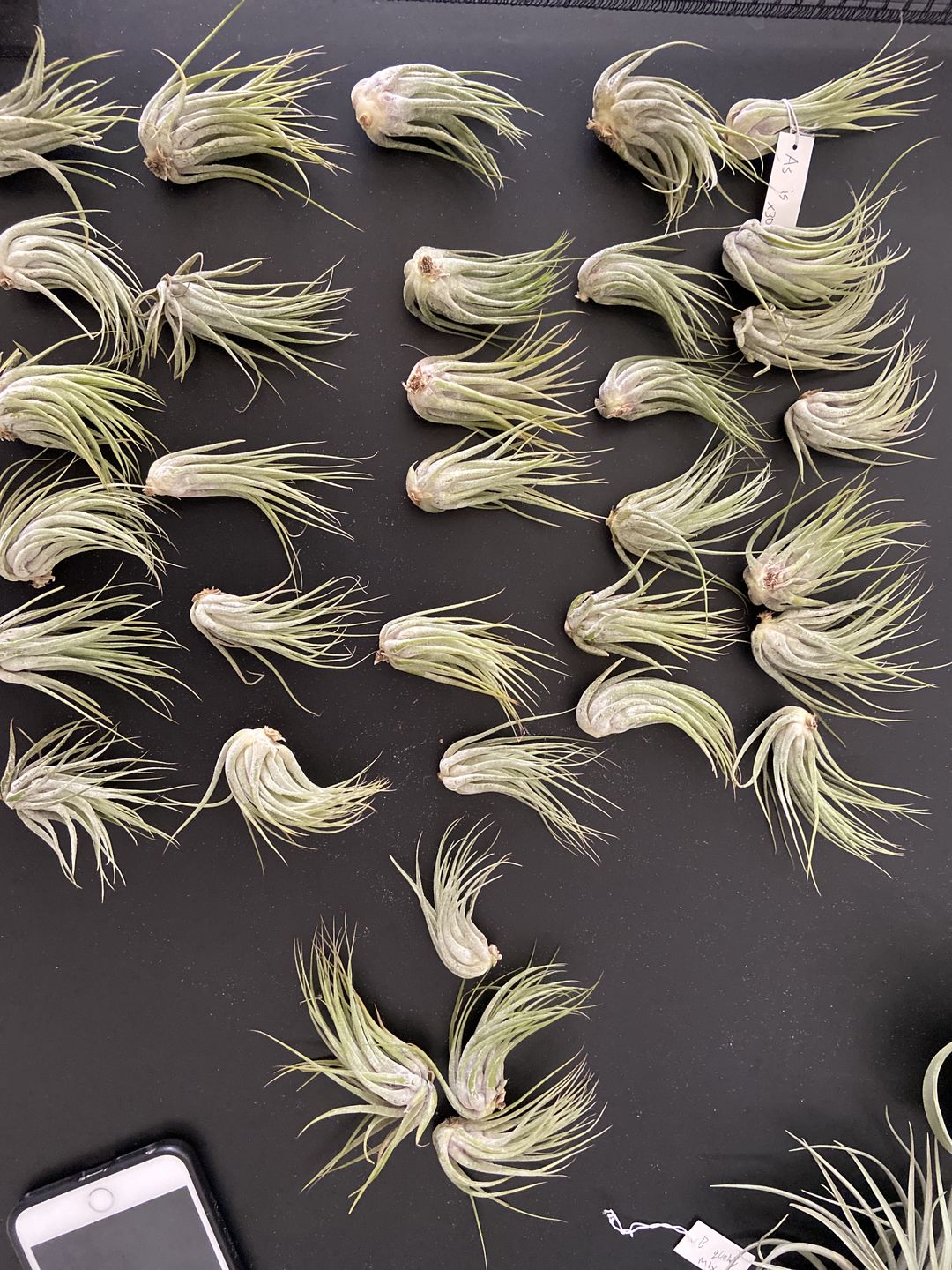 Customer photo review of B Quality Ionantha Variety 3 Pack  ($0.75 Per Plant)
