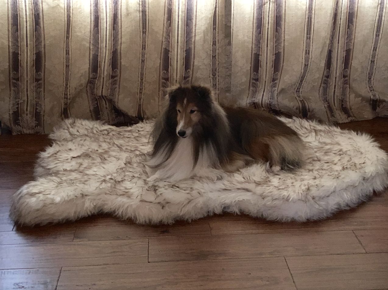Customer photo review of ComfyRug Original - Hundeseng med premium memory foam