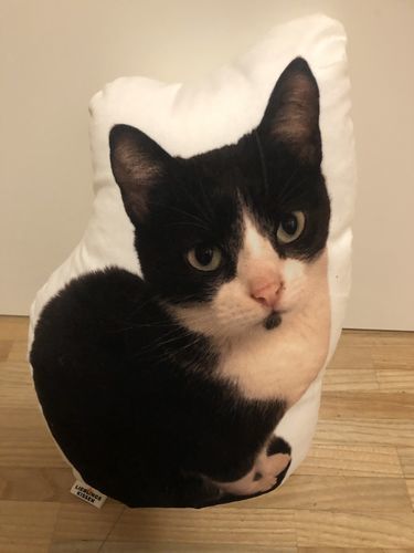 Customer photo review of Personalisiertes Katzenkissen™