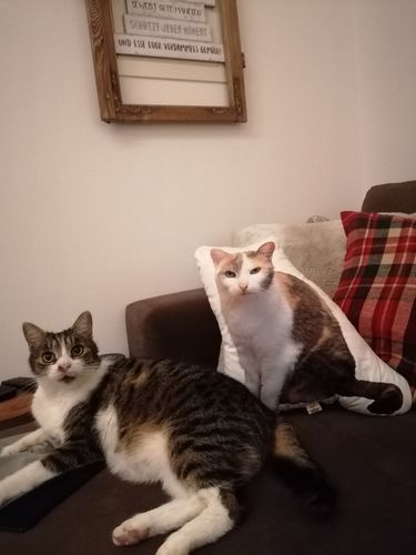 Customer photo review of Personalisiertes Katzenkissen™