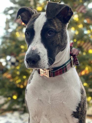 Customer photo review of Christmas dog collar flower/ girl plaid dog collar/ Winter tartan dog collar