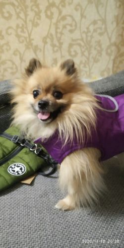 Customer photo review of Petyfy ™ Winter Coat