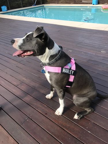 Customer photo review of DF Co. Pink Dog Harness
