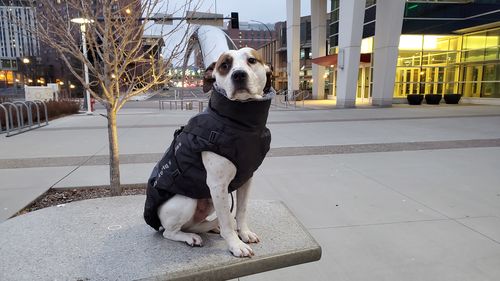 Customer photo review of Petyfy ™ 3 Layer Jacket + Nylon Leash for FREE!