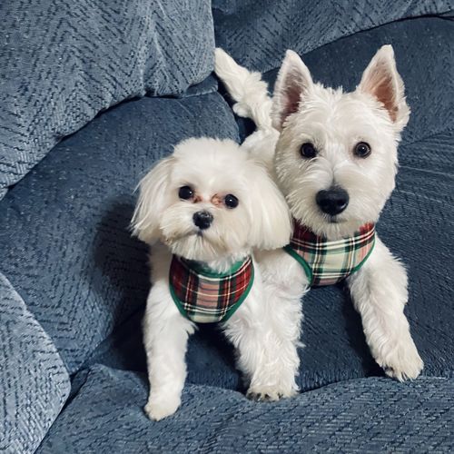 Customer photo review of Christmas plaid dog harness