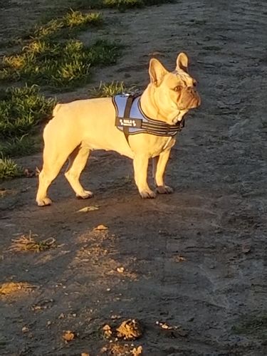 Customer photo review of Pfotenlove - Anti-Zug Personalisiertes Hundegeschirr – Premium Edition