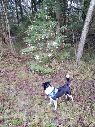 Customer photo review of Pfotenlove - Anti-Zug Personalisiertes Hundegeschirr – Premium Edition