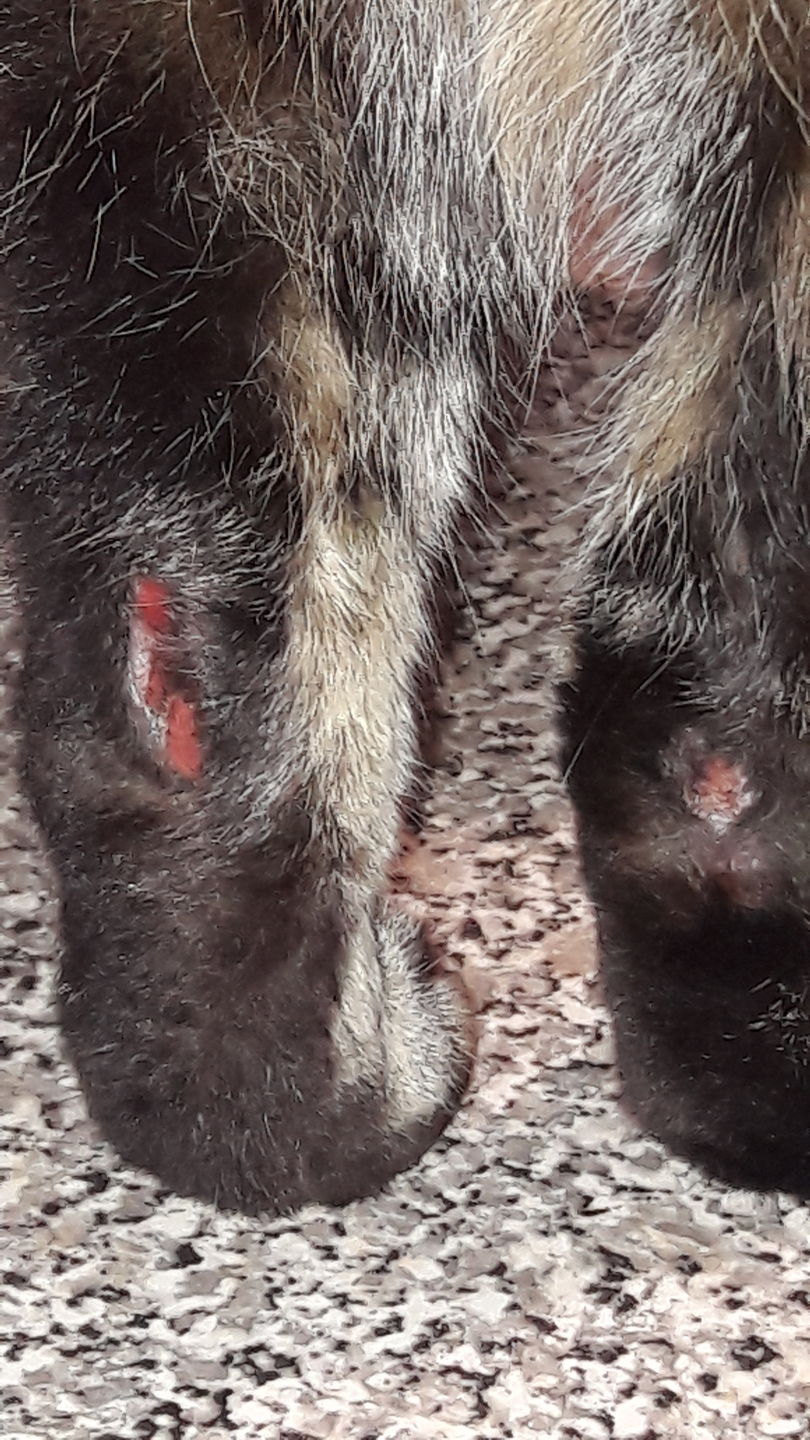 Customer photo review of Cat Spray