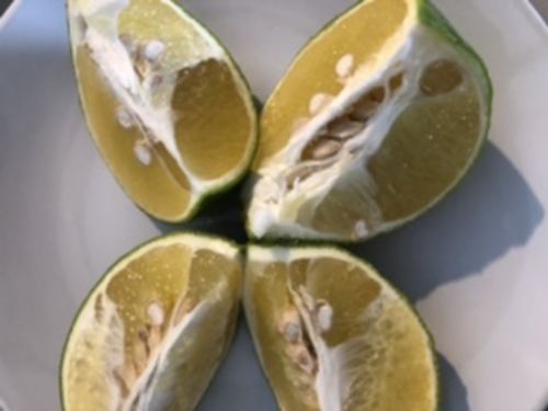 Customer photo review of Jaffa Sweetie 白金葡萄柚 (3个)