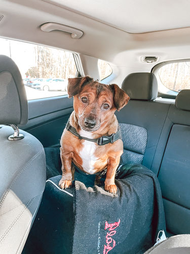 Customer photo review of LIGHT & AIRY LIGHTROOM PRESETS