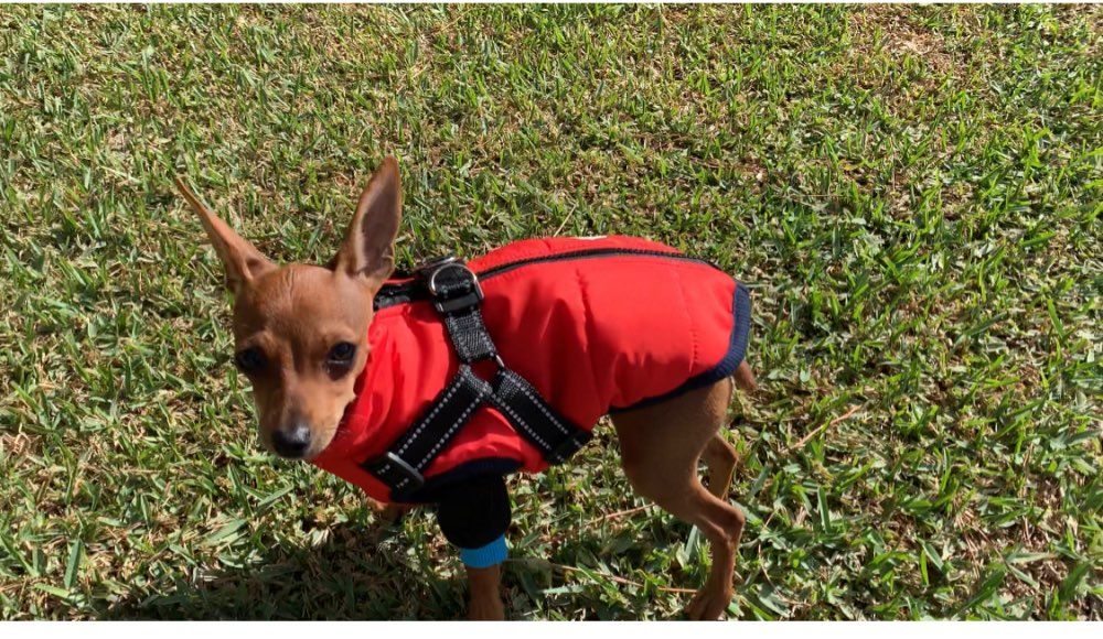 Customer photo review of DogSki Sport™ - Waterproof Jacket Harness