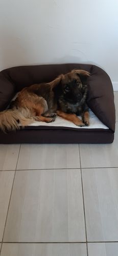 Customer photo review of Peigne de Toilettage Professionnel PuppySafe™