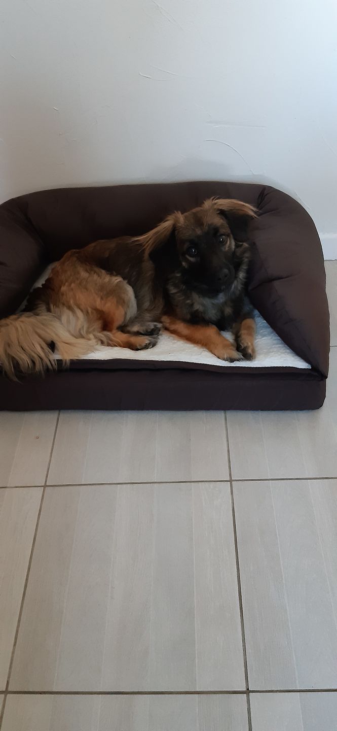 Customer photo review of Peigne de Toilettage Professionnel PuppySafe™
