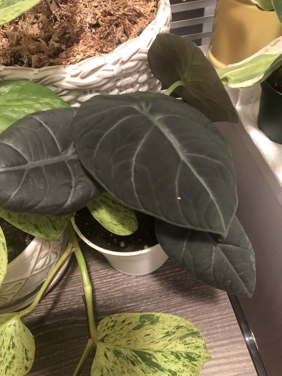 Customer photo review of 4" Alocasia Maharani