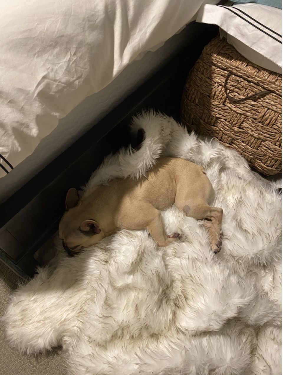 Customer photo review of ComfyRug Original - Hundeseng med premium memory foam