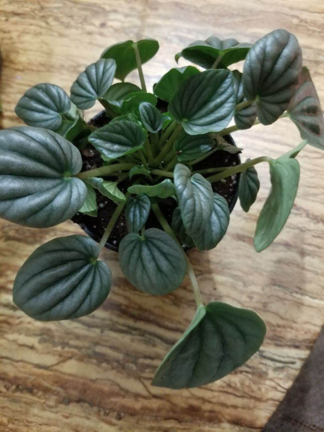 Customer photo review of 4" Peperomia 'Frost'