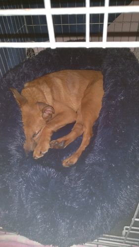 Customer photo review of Pet Calming Bed