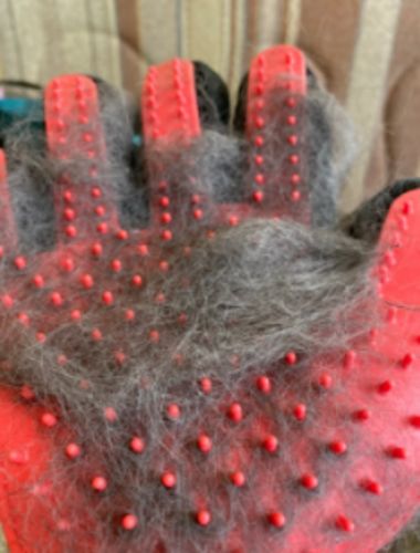 Customer photo review of Scrubway™ Grooming Gloves
