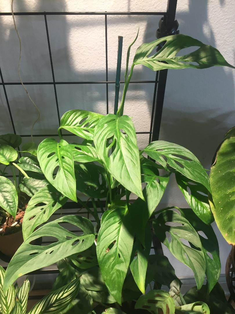 Customer photo review of 4" Monstera Adansonii (Narrow Leaf)
