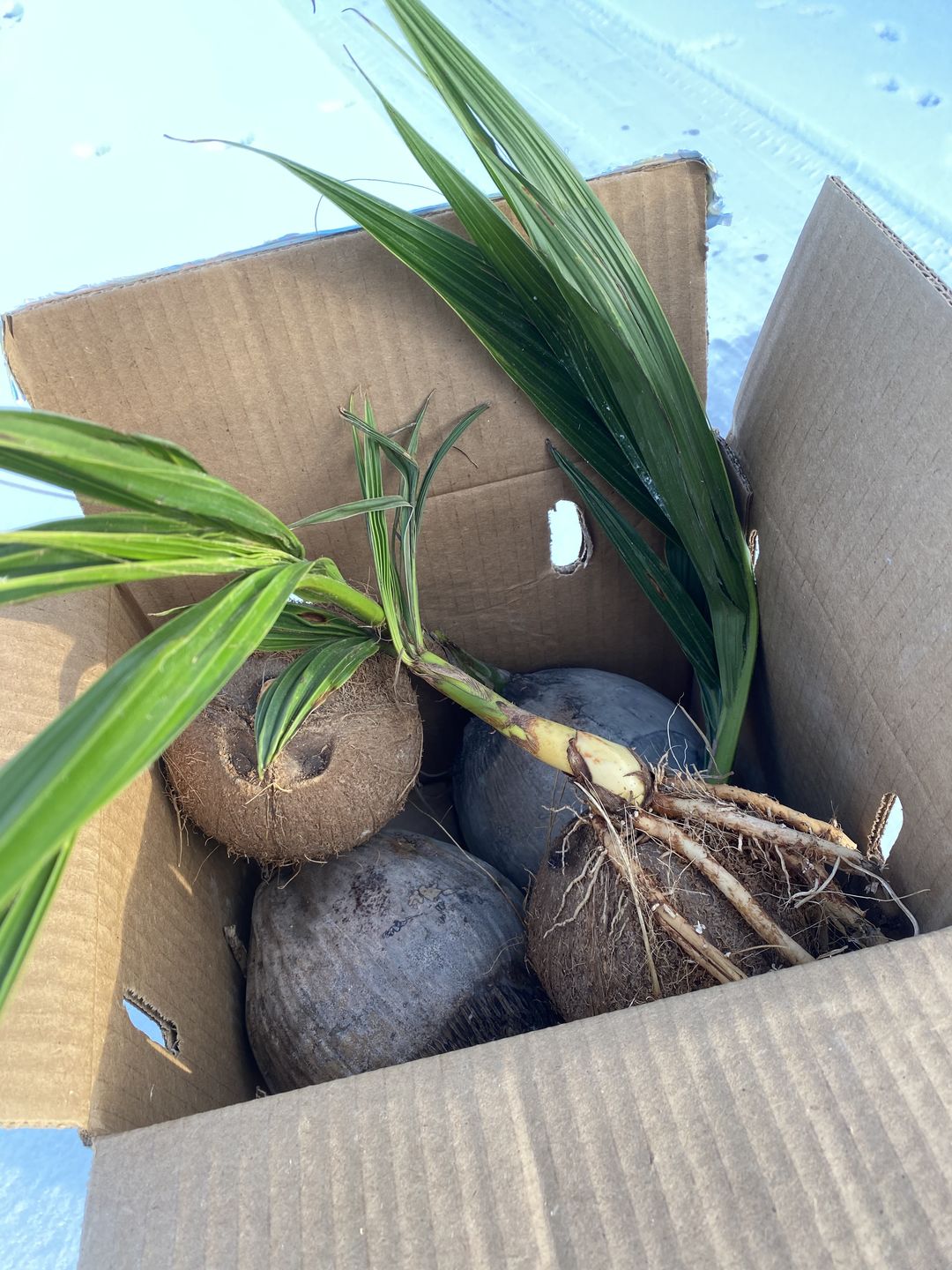 Customer photo review of Sprouted Coconut Box