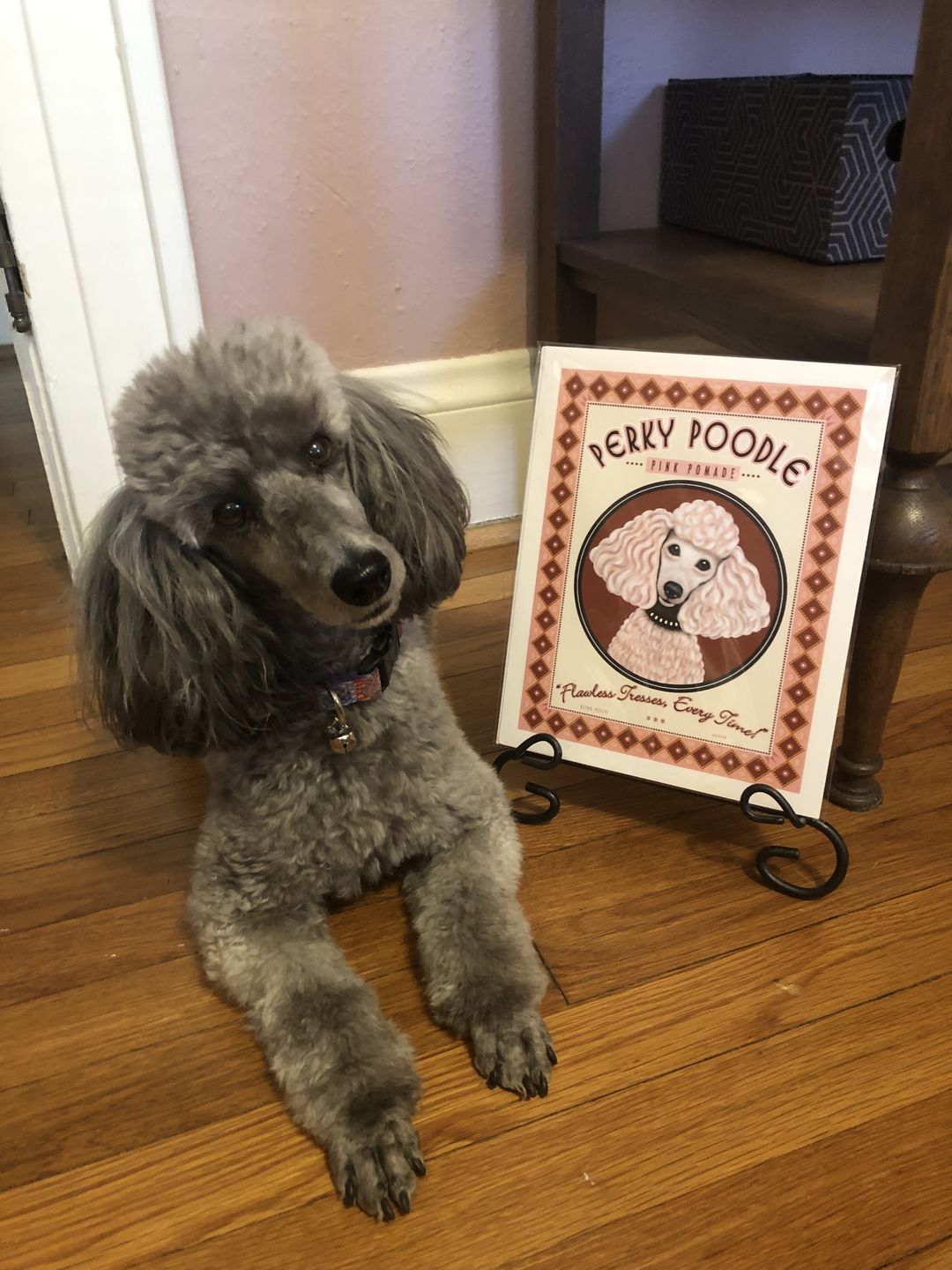 Customer photo review of Poodle Art "Perky Poodle Pommade" Art Print by Krista Brooks
