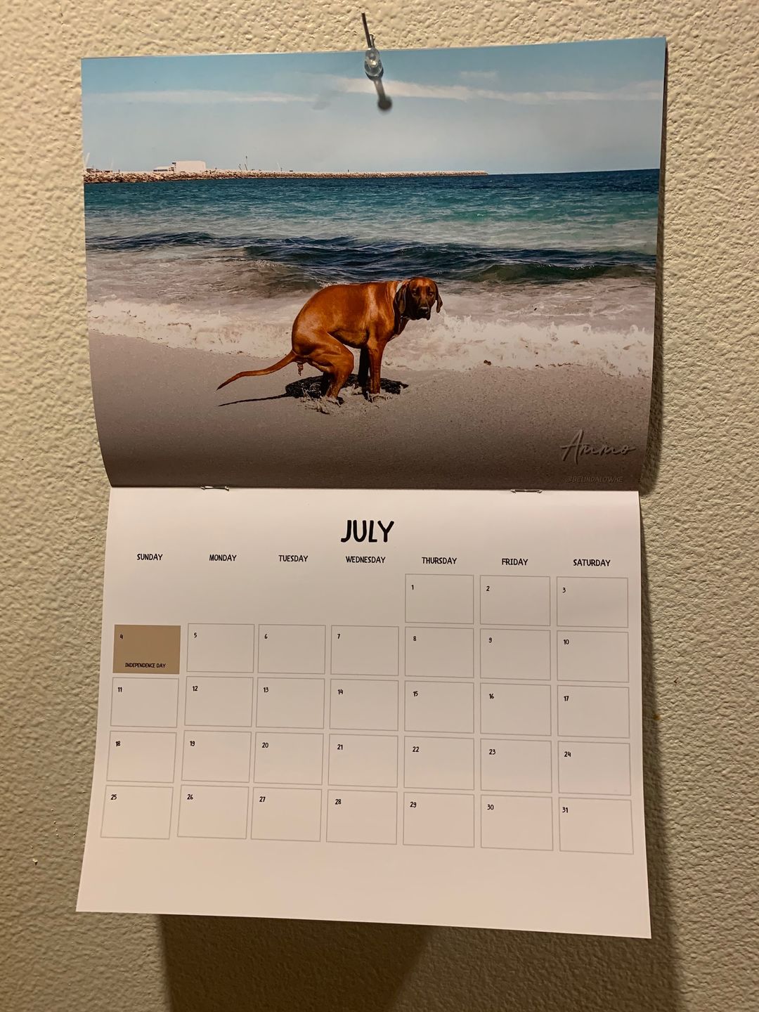 Customer photo review of Dogs Pooping in Beautiful Places 2021 Calendar