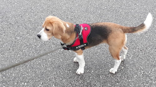 Customer photo review of Pfotenlove - Anti-Zug Personalisiertes Hundegeschirr – Premium Edition