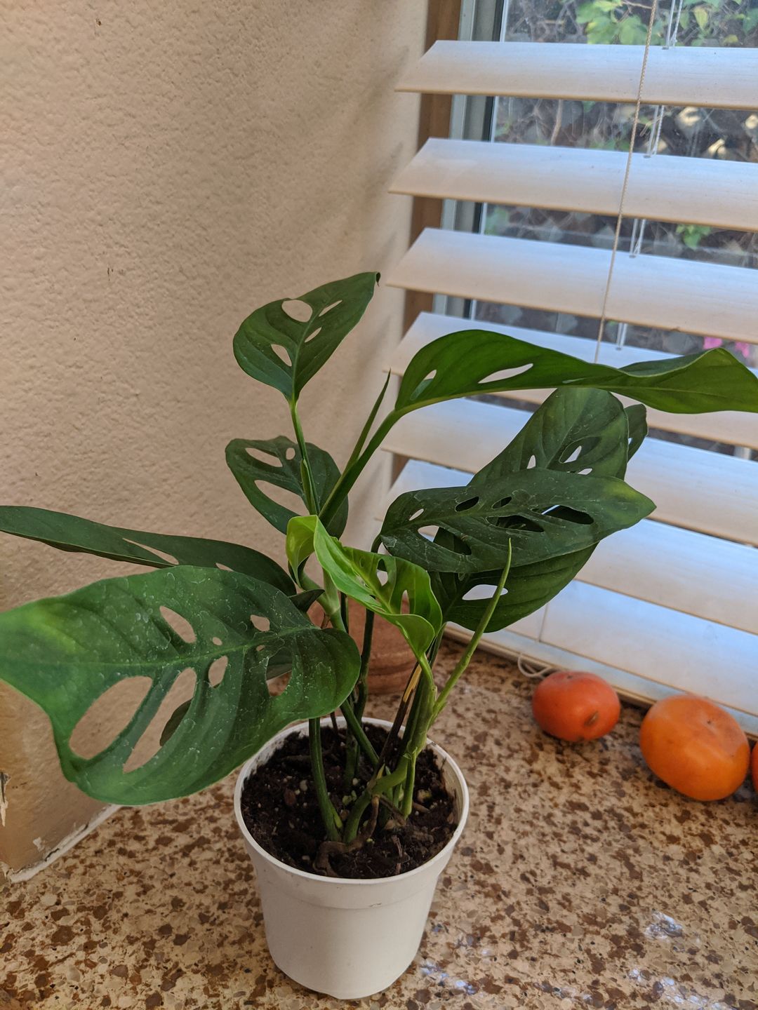 Customer photo review of 4" Monstera Adansonii (Narrow Leaf)
