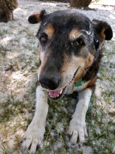 Customer photo review of Bailey's Full Spectrum Hemp CBD Oil For Pets | Monthly Membership