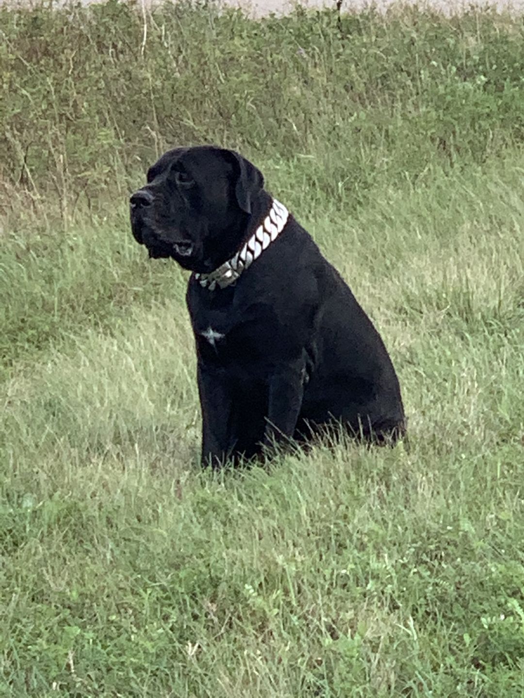 Customer photo review of THE GOLIATH