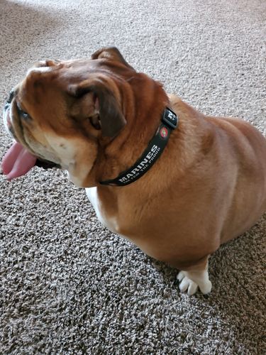 Customer photo review of USMC Seal - Collar