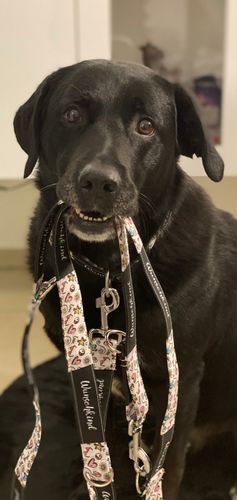 Customer photo review of Sterne - schwarz-  Neon - Hundehalsband