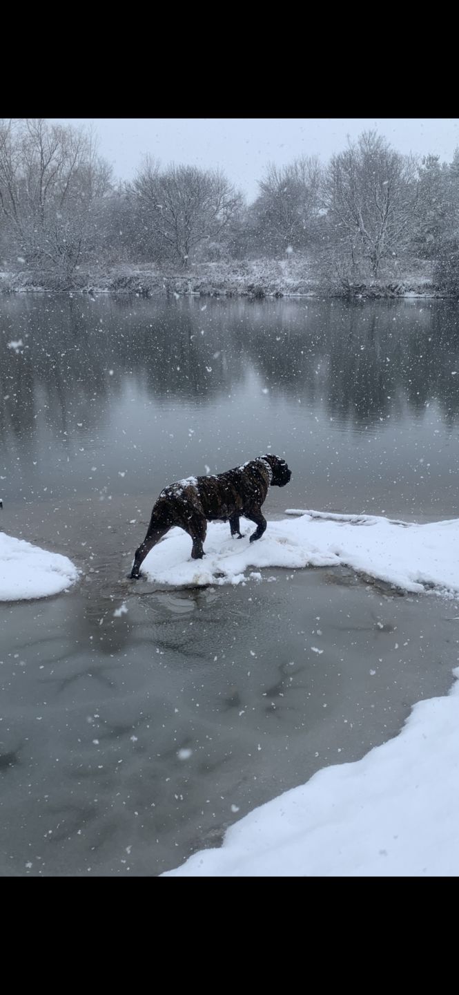 Customer photo review of THE GOLIATH