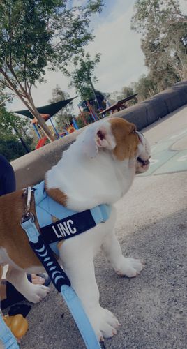 Customer photo review of DF Co. Sky Blue Dog Harness