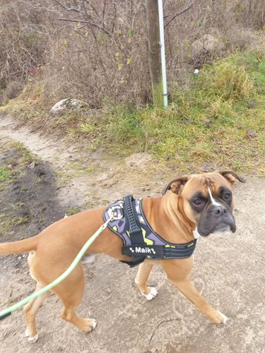 Customer photo review of Pfotenlove - Anti-Zug Personalisiertes Hundegeschirr – Premium Edition