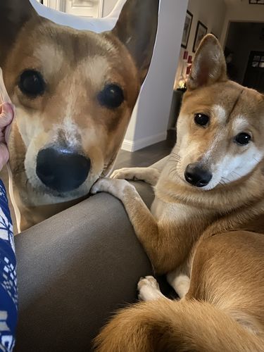 Customer photo review of Create A Custom Dog Pillow