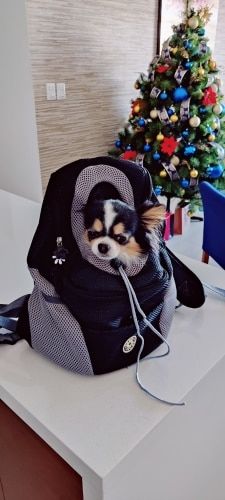 Customer photo review of Fur Sport™ - Pet Backpack Carrier