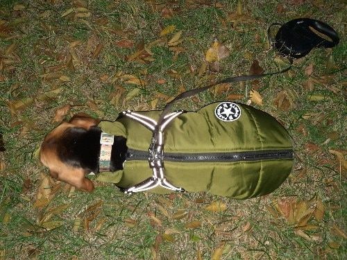 Customer photo review of DogSki Sport™ - Waterproof Jacket Harness