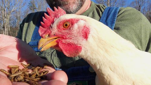 Customer photo review of GrubTerra Dried Larvae