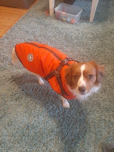 Customer photo review of DogSki Sport™ - Waterproof Jacket Harness