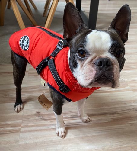 Customer photo review of DogSki Sport™ - Waterproof Jacket Harness